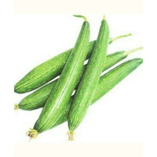 Sponge Gourd