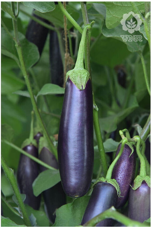 Brinjal VNR 125 (VNR Seeds - 10 gm)