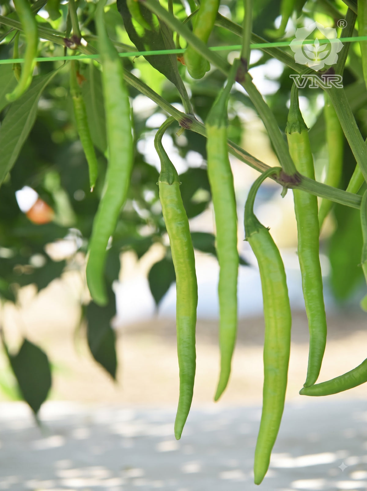 Chilli VNR 332 Rani (VNR Seeds - 10 gm)