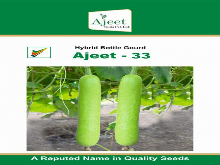 Bottle Gourd Ajeet 33 (Ajeet Seeds - 50 gm)