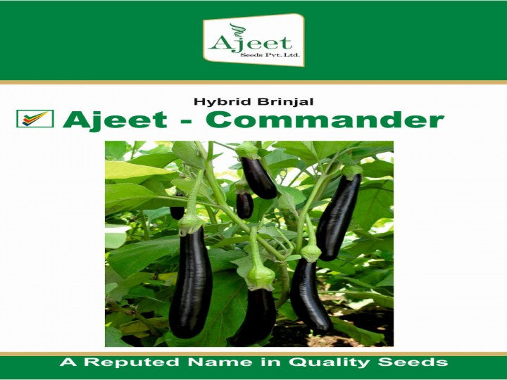 Brinjal Commander (Ajeet Seeds - 10 gm)