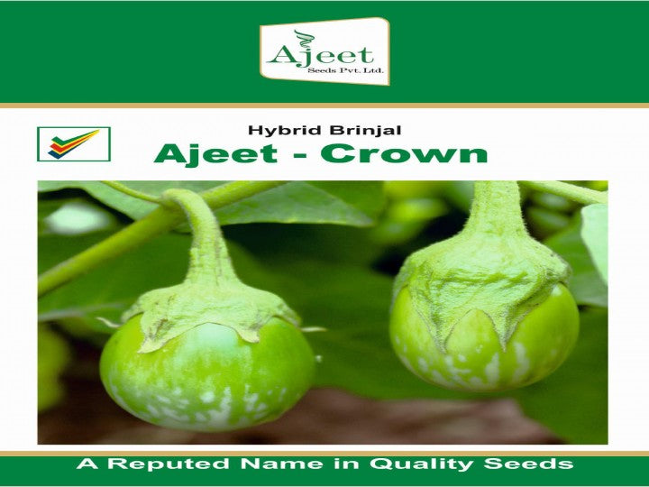 Brinjal Crown (Ajeet Seeds - 10 gm)
