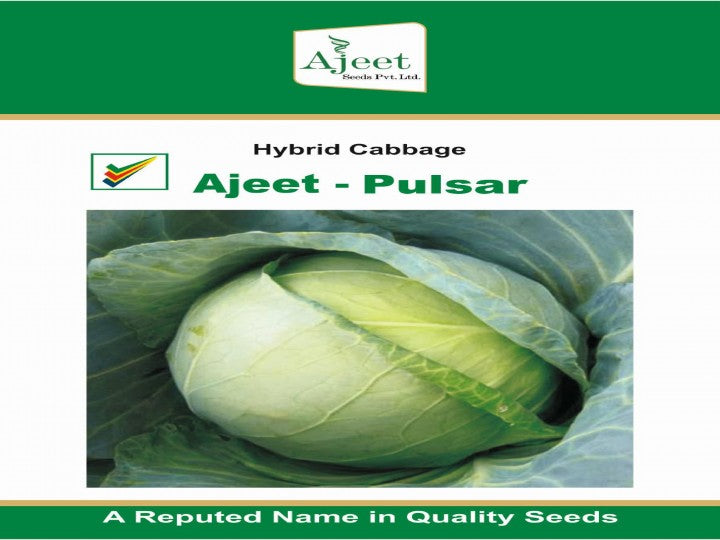 Cabbage Pulsar (Ajeet Seeds - 10 gm)