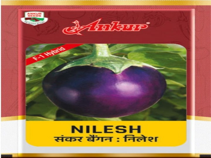Brinjal Nilesh Arbh 884 (Ankur Seeds - 10 gm)