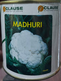 Cauliflower Madhuri (Clause Seeds - 100 gm (Tin))