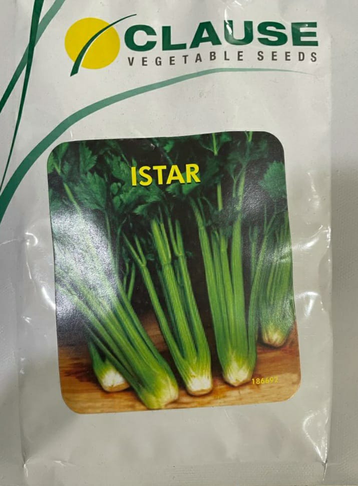 Celery Istar (Clause Seeds - 50 gm)