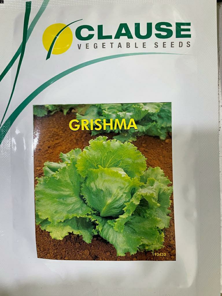 Lettuce Grishma (Clause Seeds - 10 gm)