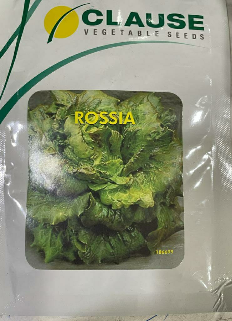 Lettuce Rossia (Clause Seeds - 10 gm)