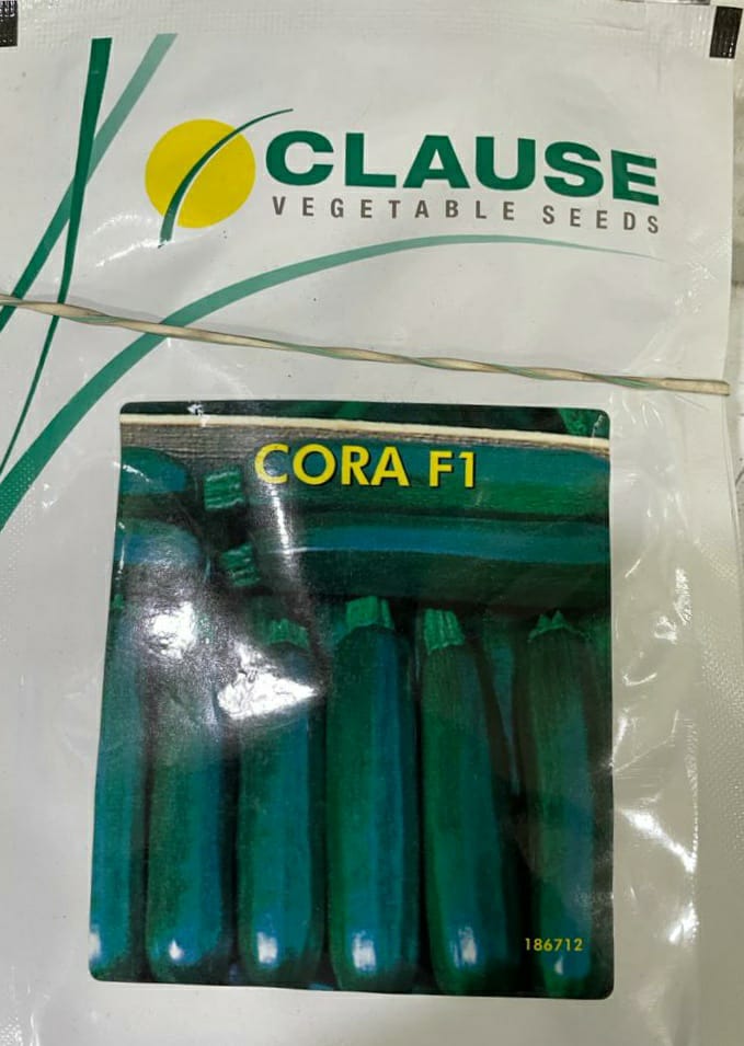 Squash Cora (Clause Seeds - 100 Seeds)