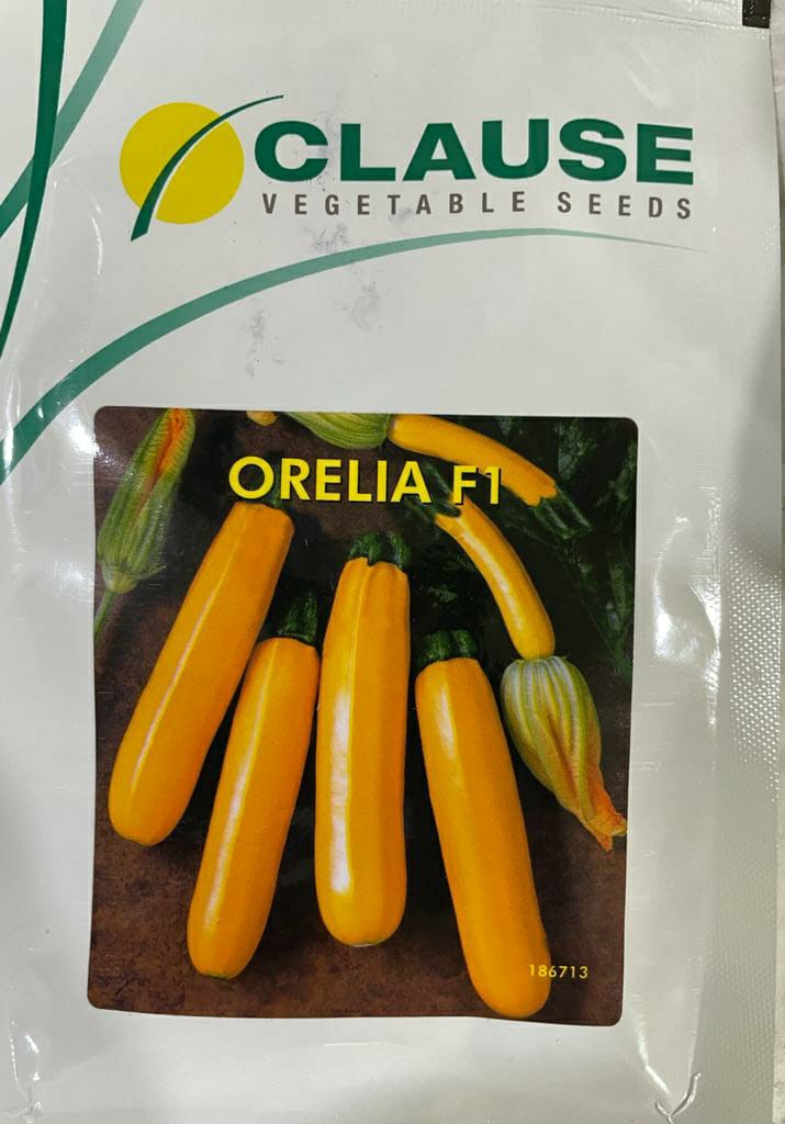 Squash Orelia (Clause Seeds - 100 Seeds)