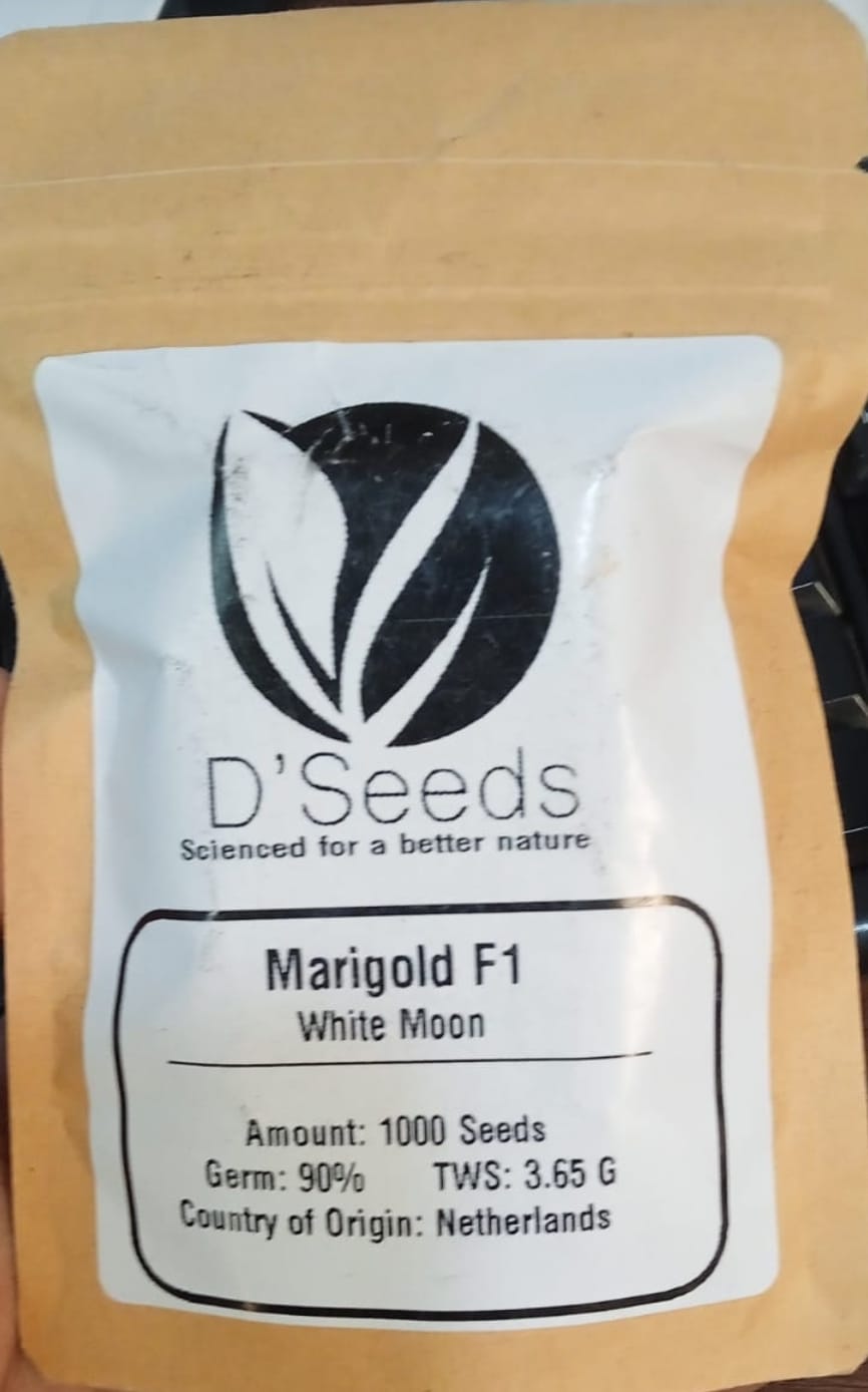 Marigold White Moon (D'Seeds)
