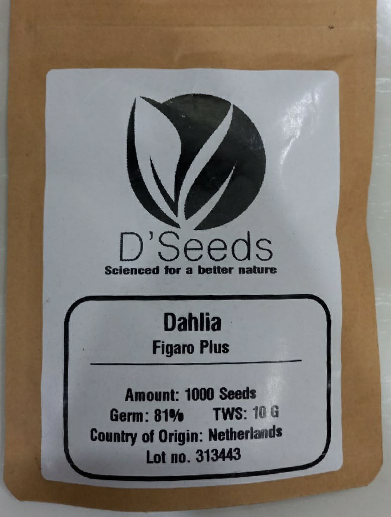 Dahlia Figaro Plus (D'Seeds - 1000 Seeds)