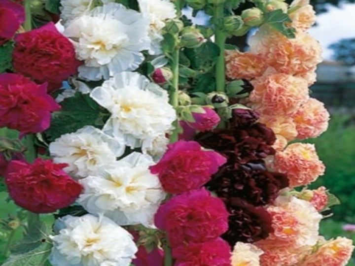 Hollyhock(Alcea Rosea) Majorette Dwarf Mix (D'Seeds Netherlands - 1000 Seeds)