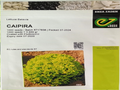 Lettuce Batavia Caipira (Enza Zaden) - 1000 Seeds (Enza Zaden - 1000 Seeds)