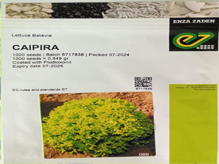 Lettuce Batavia Caipira (Enza Zaden) - 1000 Seeds (Enza Zaden - 1000 Seeds)