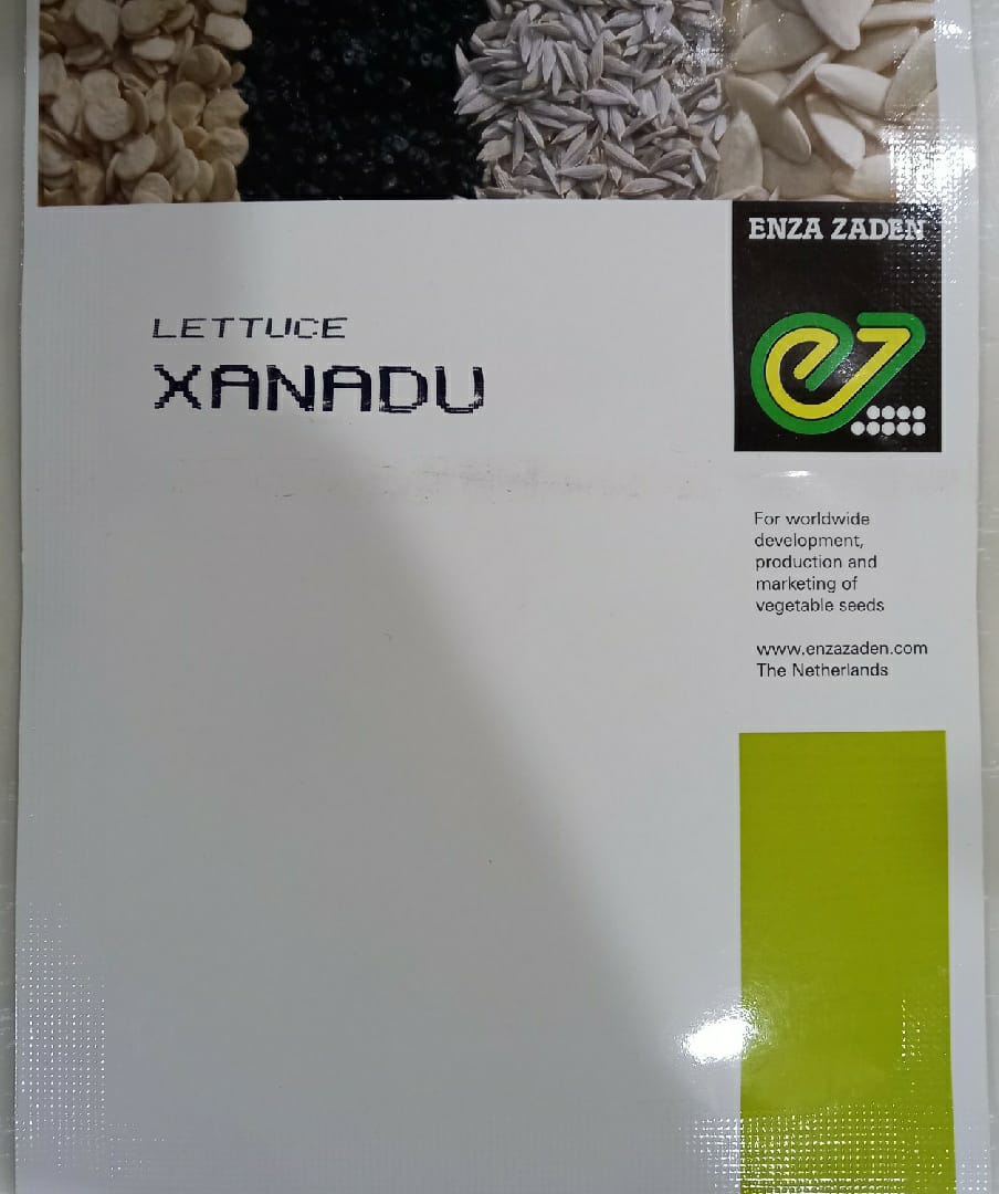 Lettuce Xanadu (Enza Zaden - 1000 Seeds)