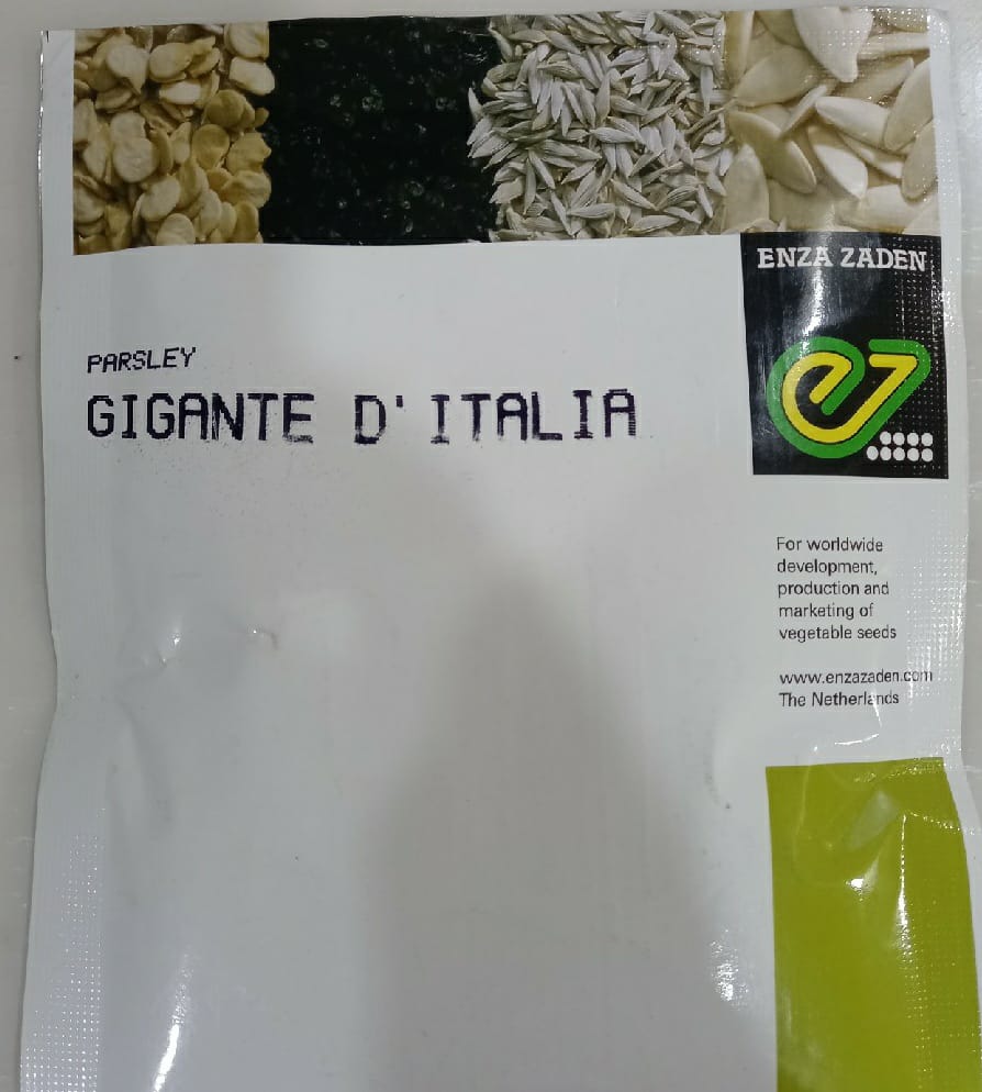 Parsley Gigante D' Italia (Enza Zaden - 50 gm)