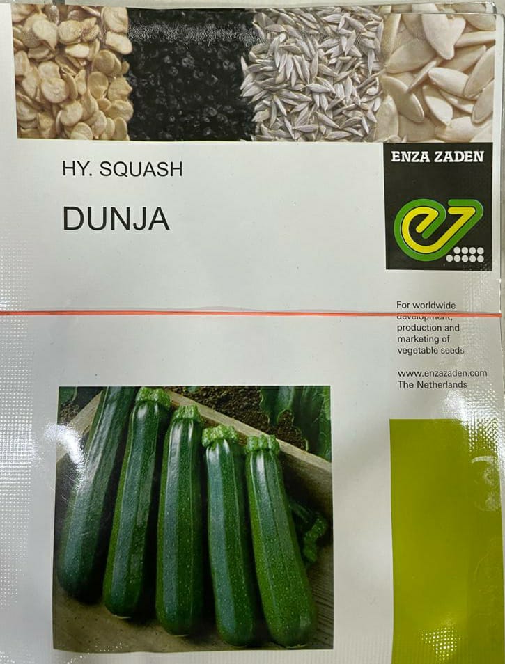 Squash Dunja (Enza Zaden)