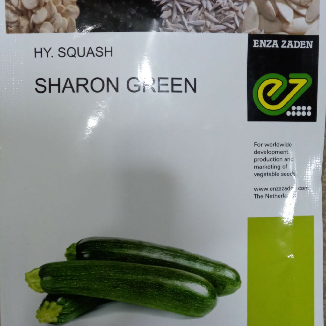 Squash Sharon Green (Enza Zaden - 100 Seeds)