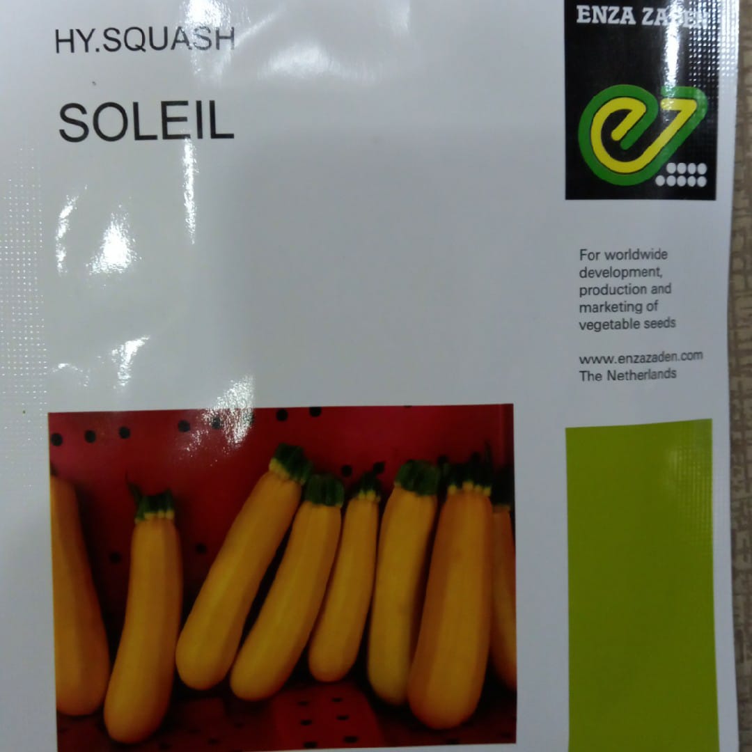Squash Soleil (Enza Zaden)