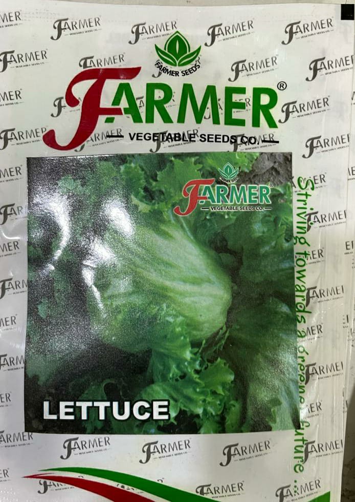 Lettuce Iceburg Climax (Farmer Vegetables Seeds - 10 gm)