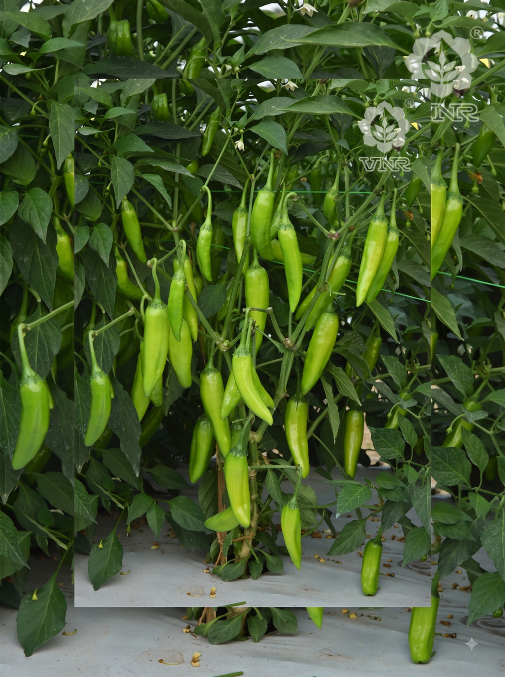 Chilli G - 907 (VNR Seeds - 10 gm)