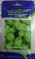 Basil Italian Large Leaf (Gennext Seeds - 10 gm)