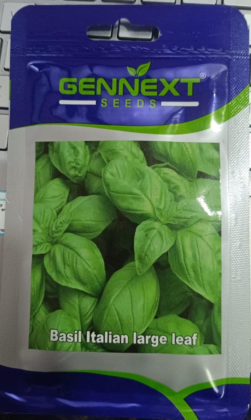 Basil Italian Large Leaf (Gennext Seeds - 10 gm)