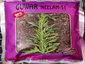 Guwar Neelam 51 (Gujarat Farm Seeds - 500 gm)