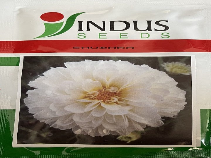 Bijilee Shubhra (Indus Seeds - 10 gm)