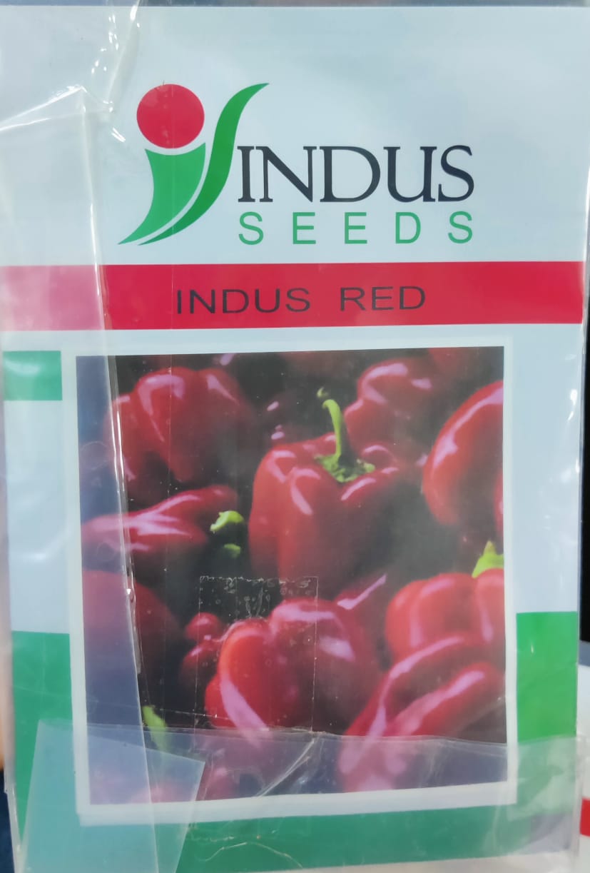 Capsicum Indus Red (Indus Seeds - 1000 Seeds)