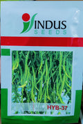 Chilli HYB 37 (Indus Seeds - 10 gm)
