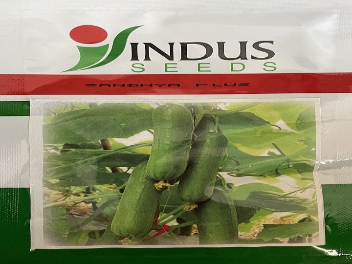 Cucumber Sandhya Plus (Indus Seeds - 1000 Seeds)