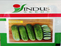 Cucumber Shama (Indus Seeds - 50 gm)