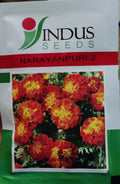 Marigold Narayanpuri 2 (Indus Seeds - 10 gm)