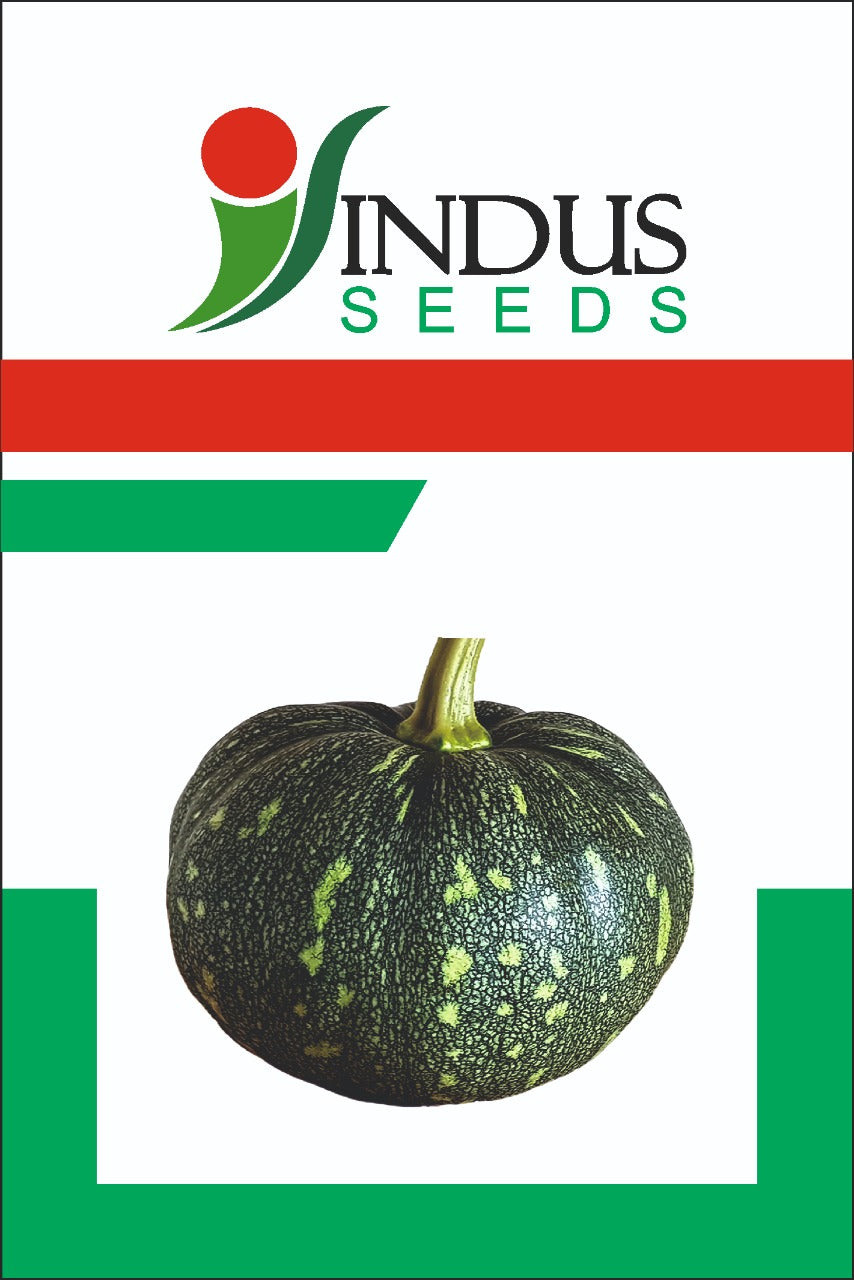 Pumpkin Madhu (Indus Seeds - 50 gm)
