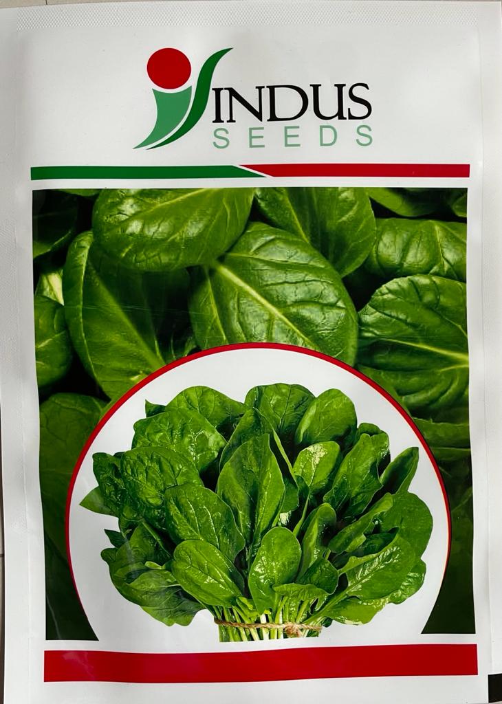Spinach All Green (Indus Seeds - 500 gm)