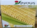 Sweet Corn Sweet Glory (Indus Seeds) - 1 kg (I&B Seeds(Indus) - 1 kg)