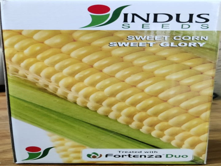 Sweet Corn Sweet Glory (Indus Seeds) - 1 kg (I&B Seeds(Indus) - 1 kg)