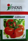 Tomato Girnar (Indus Seeds - 10 gm)