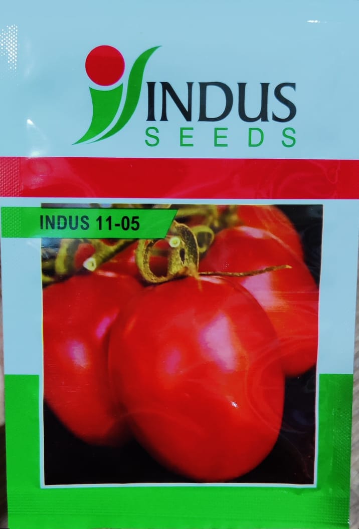 Tomato Indus 1105 (Indus Seeds - 10 gm)