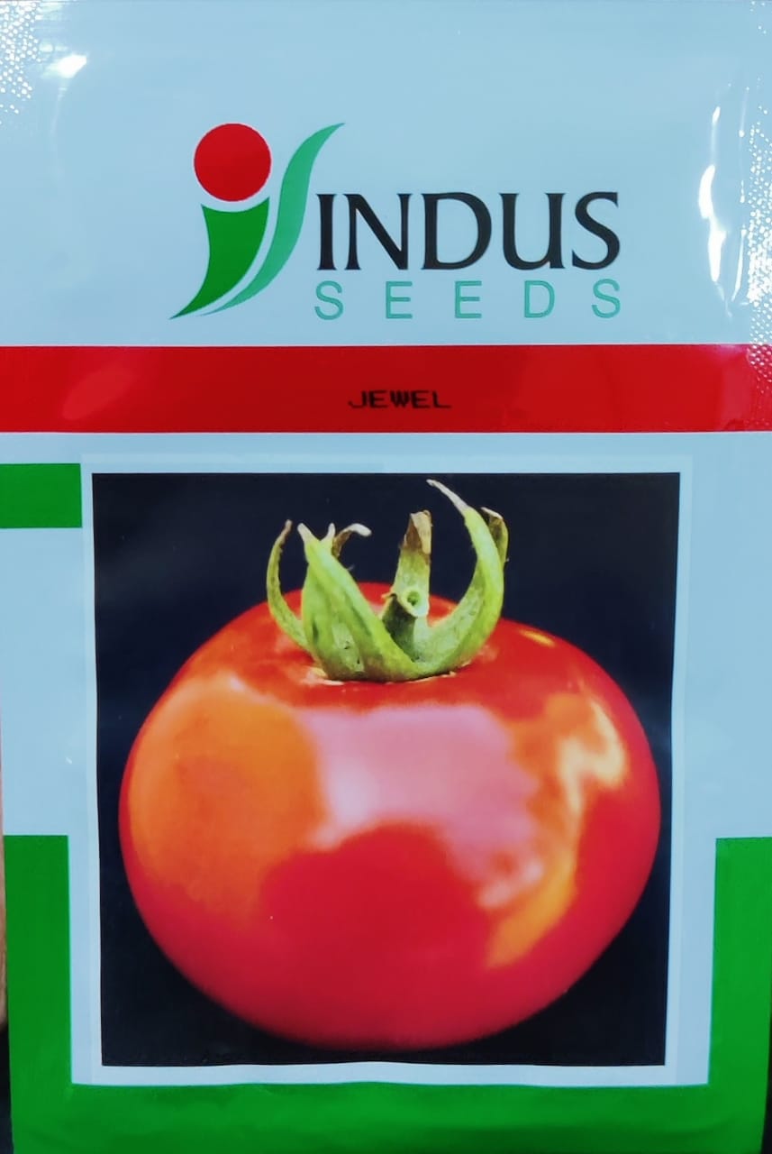 Tomato Jewel (Indus Seeds - 10 gm)
