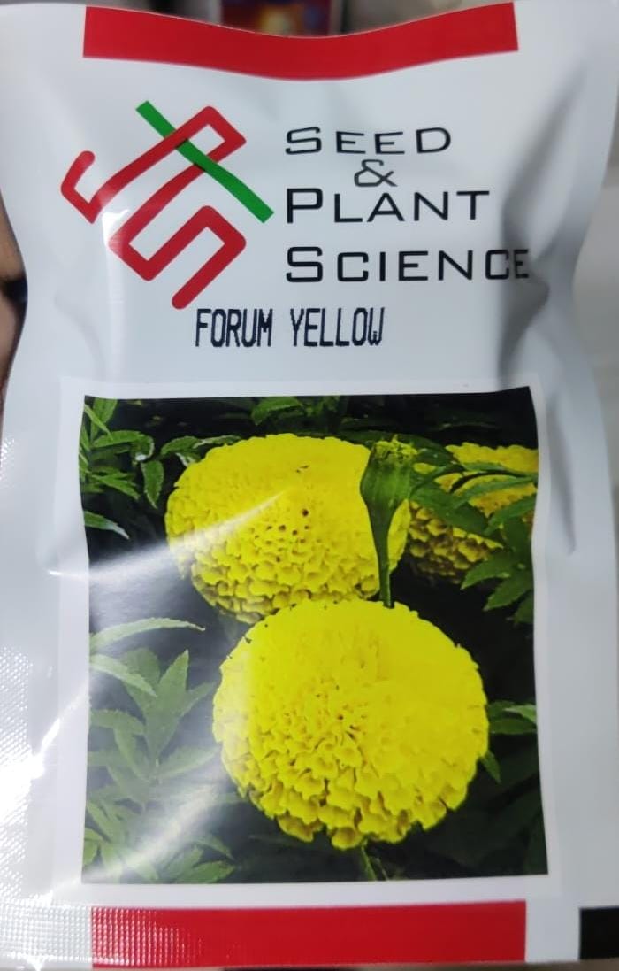 Marigold Forum Yellow (SPS - 1000 Seeds)