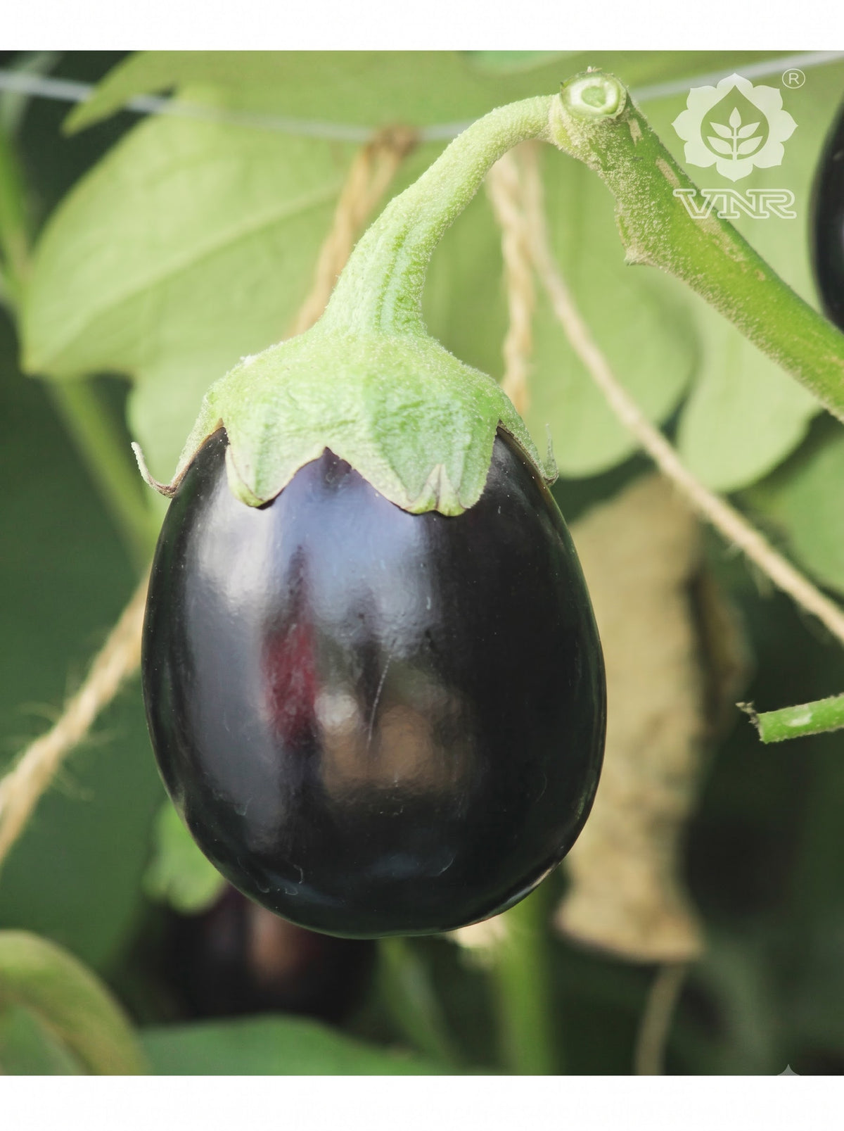 Brinjal Kajal (VNR Seeds - 10 gm)