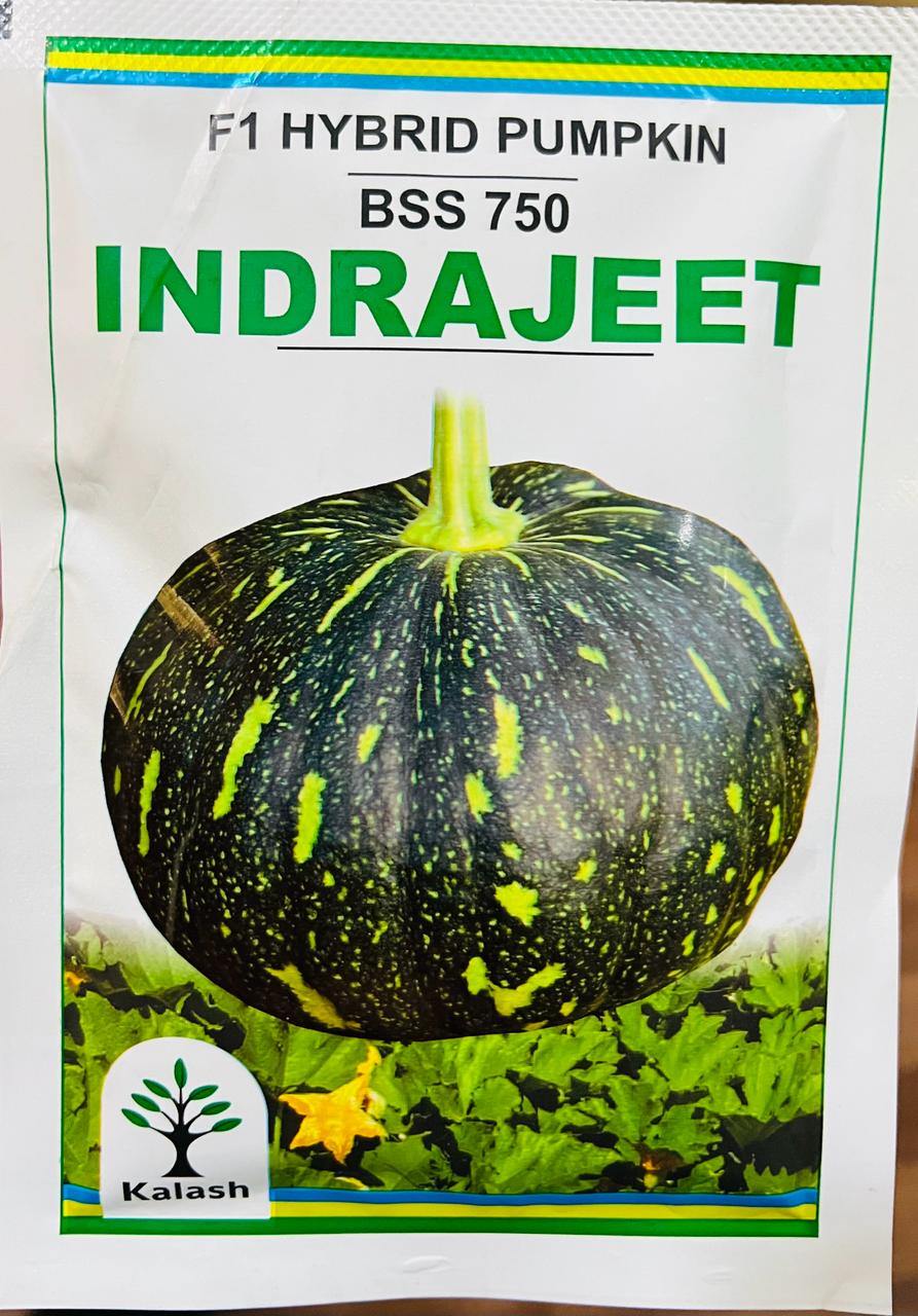 Pumpkin BSS 750 Indrajeet (Kalash Seeds - 50 gm)