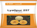 Muskmelon Hybrid Lyallpur 257 (Nunhems Seeds - 1000 Seeds)