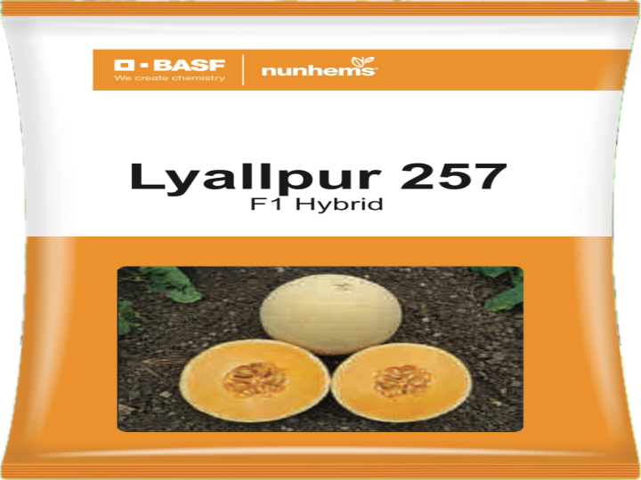 Muskmelon Hybrid Lyallpur 257 (Nunhems Seeds - 1000 Seeds)