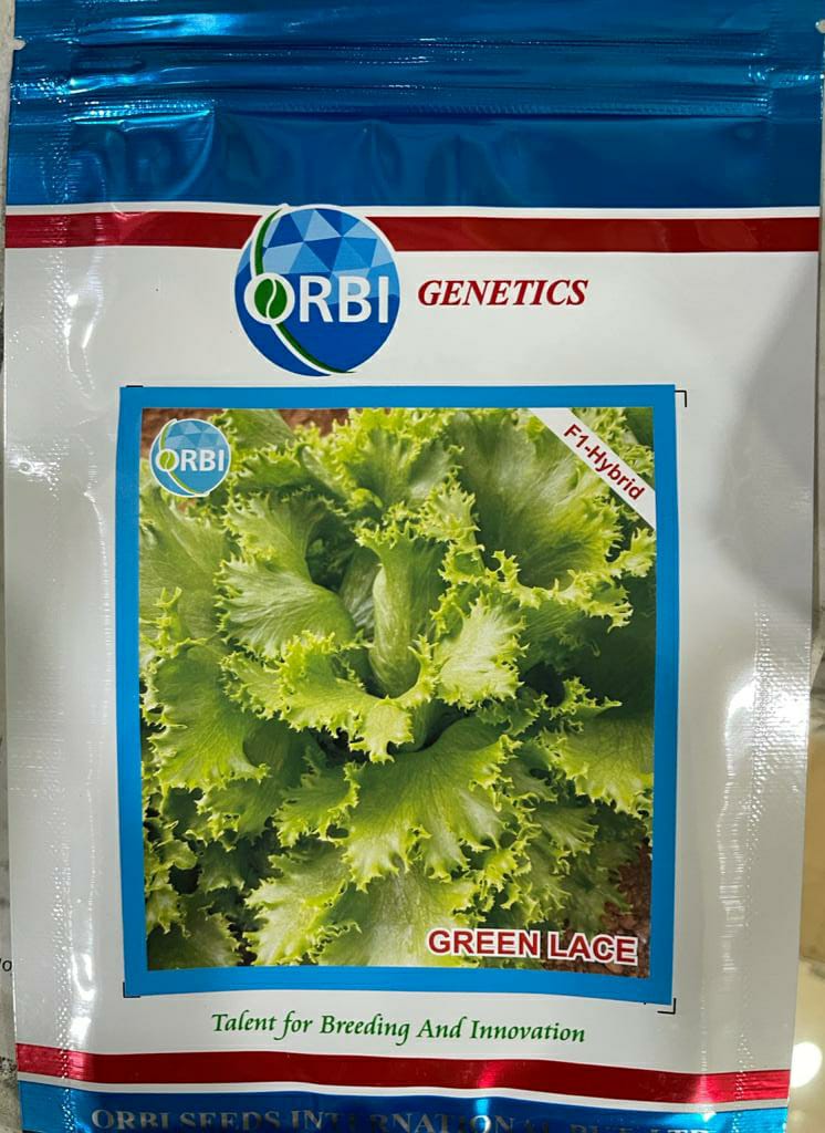 Lettuce Green Lace (Orbi Genetics - 10 gm)