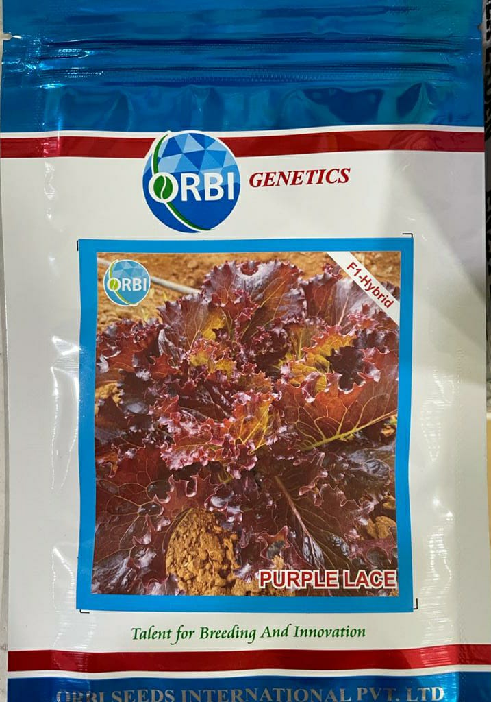Lettuce Purple Lace (Orbi Genetics - 10 gm)