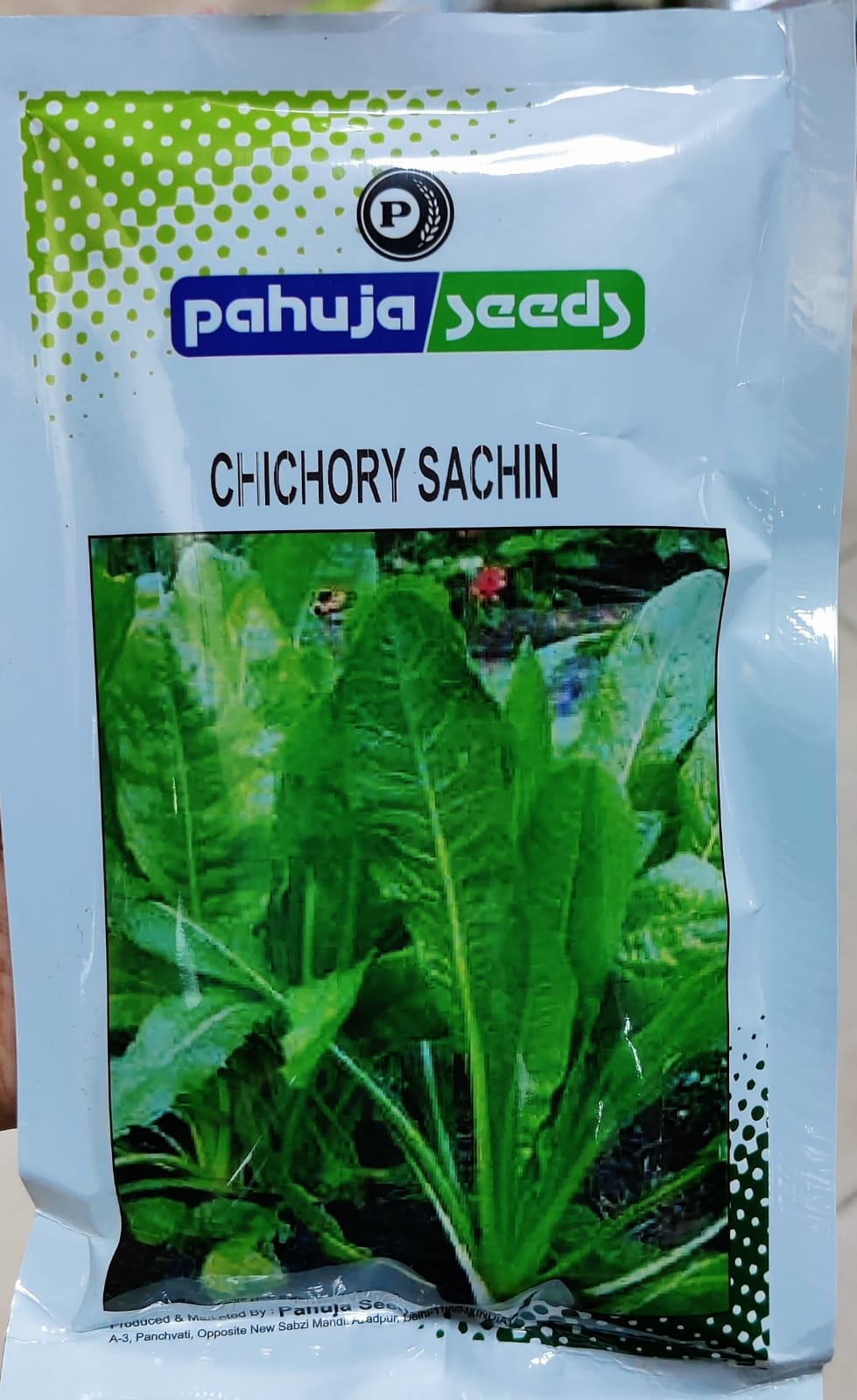 Fodder Kasni Sachin (Pahuja Seeds - 100 gm)